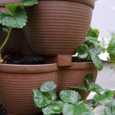 Bộ tháp trồng rau sạch tiện lợi 3 cánh Yamada 4 in 1 hàng Made in Japan 