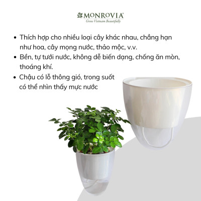 Chậu tự tưới treo tường K01 MONROVIA dành cho cây, hoa, decor không gian sống, văn phòng