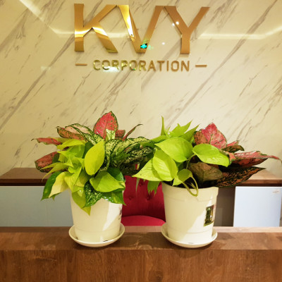 Chậu trồng cây trong nhà để bàn cao cấp Minigarden Basic Pot S, màu trắng nhập khẩu Châu Âu, Chất liệu nhựa PP chống UV, với cơ chế tự hút nước - thoát nước giúp cây sống tốt không cần chăm sóc