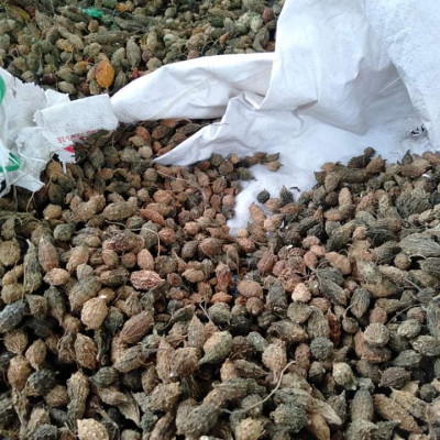 Đặc Sản Kon Tum - Khổ qua rừng nguyên trái hỗ trợ tiểu đường hiệu quả - OCOP 3 Sao