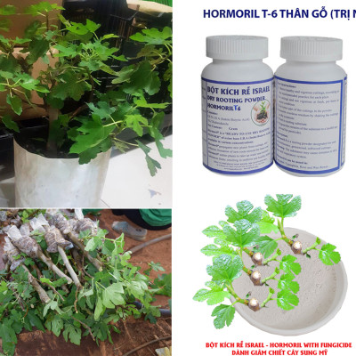 Tự Giâm Chiết Hoa Hồng tại nhà bằng Bột Kích rễ có trị nấm bệnh nhập khẩu Israel ( Hủ 100gr) dành cho cây thân gỗ hiệu quả và sát khuẩn vết cắt