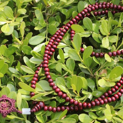 Vòng tay 108 hạt giả gỗ thời trang siêu đẹp, may mắn phong thủy bình an cho cả nam và nữ