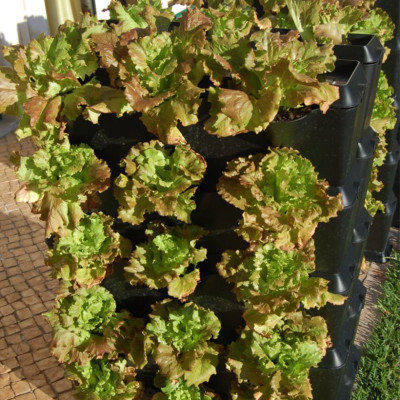 Tự Trồng Rau Đứng Minigarden tại nhà kèm Hệ Thống Tưới Nhỏ Giọt Bán Tự Động 2L/h + Bình Châm Phân Bón cho rau chứa 8 lít và  khung Module Vertical nhập khẩu Châu Âu (Không Cần Thay Đất cho Rau)