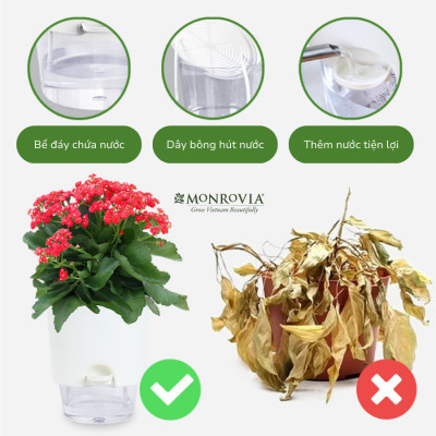 Chậu tự tưới trong suốt A712 Monrovia cho cây cảnh, hoa, bonsai để bàn, decor, ban công