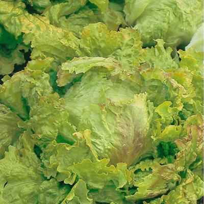 Set 3 Túi Hạt Giống Hữu Cơ Xà Lách Lettuce "Maravilla De Verano" Nhập Khẩu Minigarden Bồ Đào Nha 100% Organic (Túi từ 1.500 - 2.100 hạt) Tỷ lệ nảy mầm cao