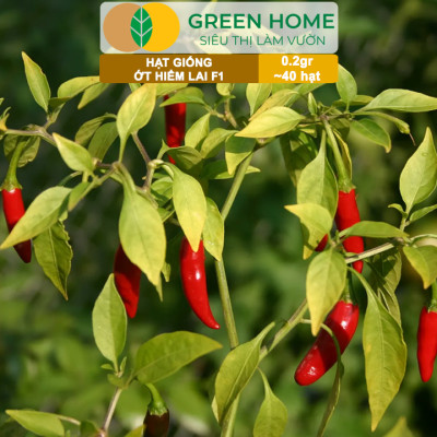 Hạt Giống Ớt Hiểm Lai Greenhome, Gói 0,2gr~40 hạt, Dễ Trồng, Sai Trái, Siêu Cay G14