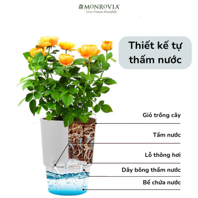 Chậu tự tưới trong suốt A712 Monrovia cho cây cảnh, hoa, bonsai để bàn, decor, ban công