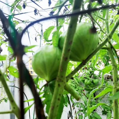 Hạt Giống Cà Chua Không Hạt Hữu Cơ Nhập Khẩu Minigarden (Túi từ 125 Hạt đến 250 hạt) Với Tỷ lệ nảy mầm cao, ít hạt lép