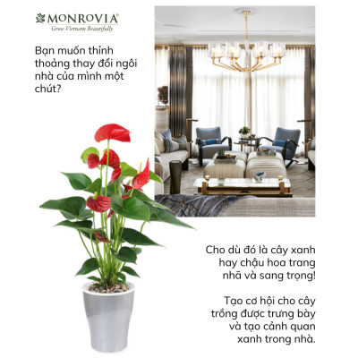 Chậu tự tưới để bàn W09 MONROVIA dành cho hoa, cây cảnh, decor, trang trí bàn làm việc, văn phòng