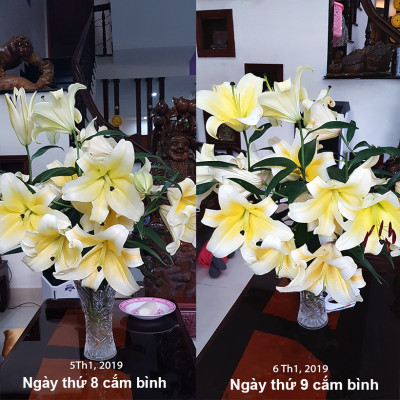 Hủ 1KG Bột Dinh Dưỡng Hoa Lâu Tàn dành cho Shop Hoa, Vựa Hoa hiệu Longlife SG nhập khẩu Israel, giúp bảo quản hoa cắm MUD tươi gấp 2 lần bình thường và Hạn chế thay hoa định kỳ