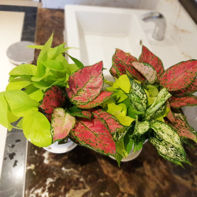 Chậu trồng cây trong nhà cao cấp Minigarden Basic Pot S (Combo 5 chậu) nhập khẩu Châu Âu, Nhựa PP Chống UV, có khả năng tự hút nước và thoát nước giúp cây sống tốt mà không cần chăm sót