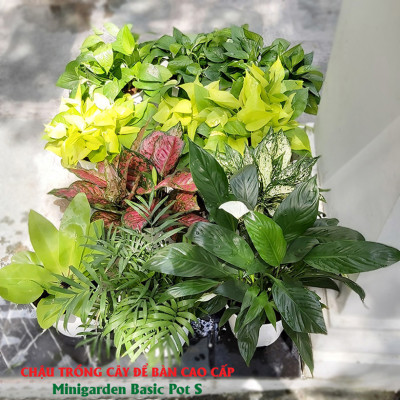 Chậu trồng cây trong nhà để bàn cao cấp Minigarden Basic Pot S, màu trắng nhập khẩu Châu Âu, Chất liệu nhựa PP chống UV, với cơ chế tự hút nước - thoát nước giúp cây sống tốt không cần chăm sóc