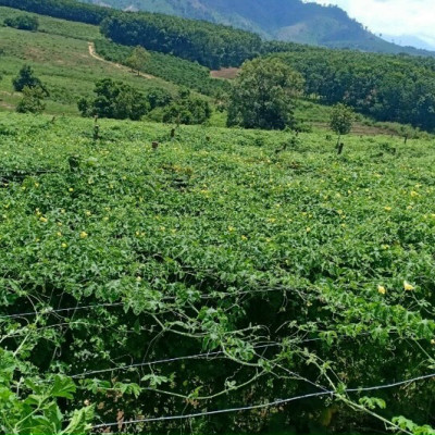 Đặc Sản Kon Tum - Khổ qua rừng nguyên trái hỗ trợ tiểu đường hiệu quả - OCOP 3 Sao