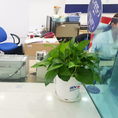 Chậu trồng cây trong nhà để bàn cao cấp Minigarden Basic Pot S, màu trắng nhập khẩu Châu Âu, Chất liệu nhựa PP chống UV, với cơ chế tự hút nước - thoát nước giúp cây sống tốt không cần chăm sóc