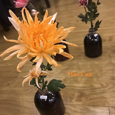 Nước Màu Nhuộm Hoa Tươi Màu Cam Israel (Chai 1 Lít) Color Sodium For Fresh Flowers