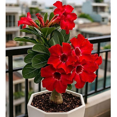 Hạt giống hoa sứ kép Thái Lan - Bịch 10 hạt – Mã số 2036