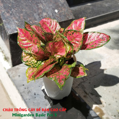 Chậu trồng cây trong nhà để bàn cao cấp Minigarden Basic Pot S, màu trắng nhập khẩu Châu Âu, Chất liệu nhựa PP chống UV, với cơ chế tự hút nước - thoát nước giúp cây sống tốt không cần chăm sóc