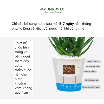 Chậu tự tưới để bàn W09 MONROVIA dành cho hoa, cây cảnh, decor, trang trí bàn làm việc, văn phòng