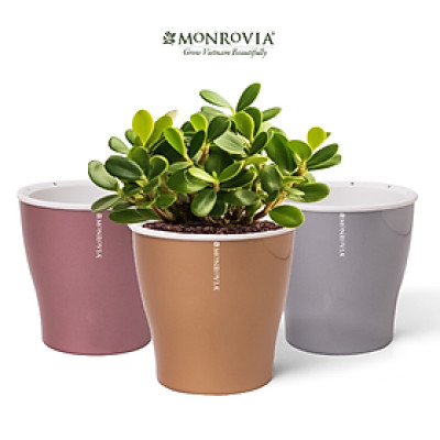 Chậu tự tưới để bàn W09 MONROVIA dành cho hoa, cây cảnh, decor, trang trí bàn làm việc, văn phòng