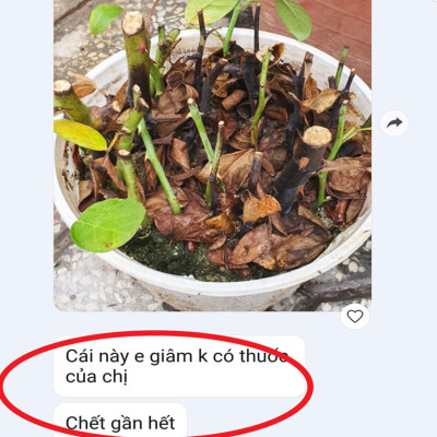 Tự Giâm Chiết Hoa Hồng tại nhà bằng Bột Kích rễ có trị nấm bệnh nhập khẩu Israel ( Hủ 100gr) dành cho cây thân gỗ hiệu quả và sát khuẩn vết cắt