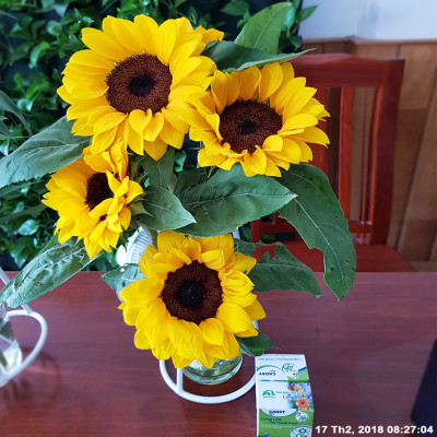  (COMBO 30 GÓI) GÓI DƯỠNG HOA TƯƠI LONGLIFE CỦA ISRAEL GIỮ HOA TƯƠI LÂU GẤP 2 LẦN VÀ 14 NGÀY KHÔNG THAY NƯỚC MỚI