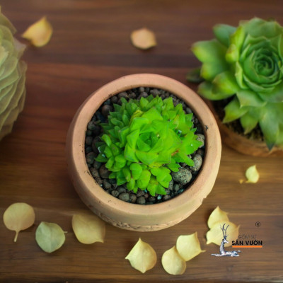 Chậu Gốm Đất Nung Chum Hoa Văn - Chậu Trồng Sen Đá