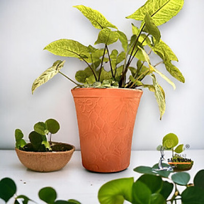 Chậu Gốm Đất Nung Vót Miệng Loe  D15cm X  H16cm