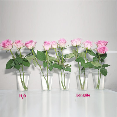 Dinh Dưỡng Giữ Hoa Hồng cắm bình Lâu Tàn - Food For Cut Flowers (Set 50 gói loại 5gr) giúp hoa luôn tươi mớ, cứng cáp gấp 2 lần và trong 14 ngày không thối nước hay cắt tỉa gốc hoa, nhập khẩu Israel