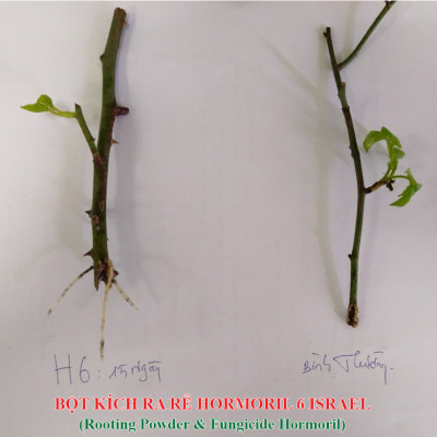 Tự Giâm Chiết Hoa Hồng tại nhà bằng Bột Kích rễ có trị nấm bệnh nhập khẩu Israel ( Hủ 100gr) dành cho cây thân gỗ hiệu quả và sát khuẩn vết cắt