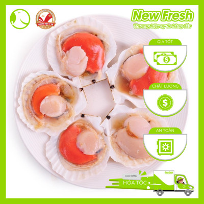 [GIAO NHANH HCM] Sò Điệp Nhật Nửa Mảnh Lớn - Túi 1Kg (8-12 con)