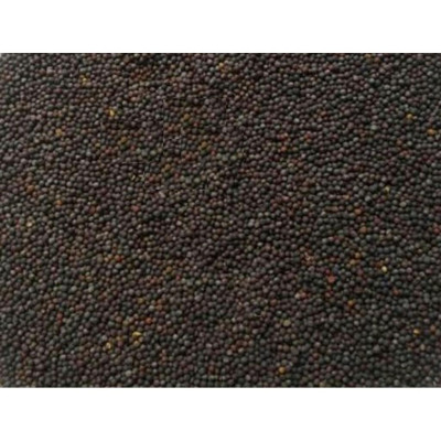 HẠT CẢI CHO CHIM, YẾN PHỤNG, FINCH,MANH MANH,7 MÀU,SẮC NHẬT