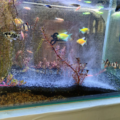 Than lai Gliba 250gram