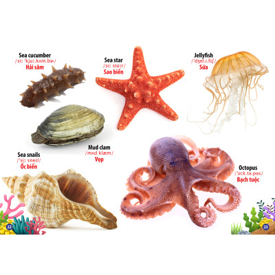 Từ Điển - Thư Viện Hình Ảnh Song Ngữ Đầu Tiên Của Bé - Động Vật Dưới Nước ( bc)