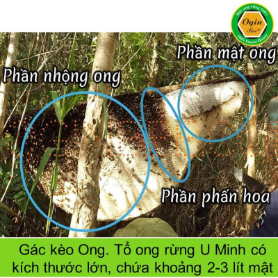 Mật Ong Rừng U Minh 300ml - OGINBEE, Thiên nhiên nguyên chất 100%