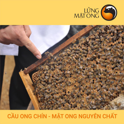 Mật ong rừng thượng hạng miền biển - 100% mật ong chín Cha Rồng Honimore 110g