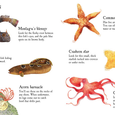 Seashore Life To Spot