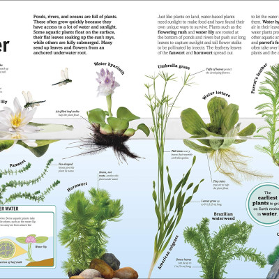 Trees, Leaves, Flowers And Seeds: A Visual Encyclopedia Of The Plant Kingdom