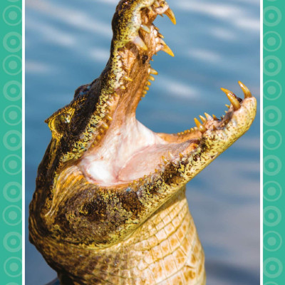 Get Set Go: Flashcards - Animals