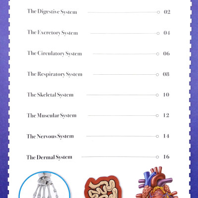 Wonders Of Learning - Sticker Book - Human Body