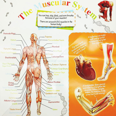 Wonder Of Learning - Discover The Human Body Foldout Reference Book