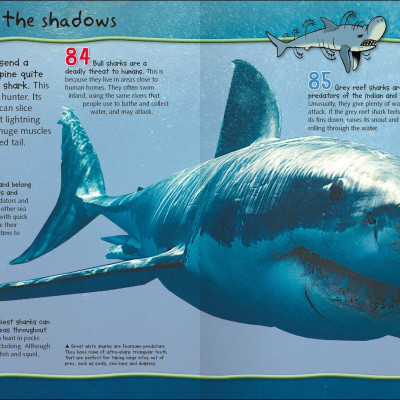 Wild About Fierce Creatures