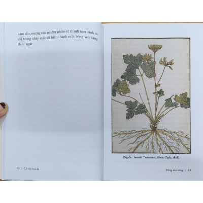 Sách - Cỏ cây hoa lá (và lời thủ thỉ của thiên nhiên với con người) (Nhã Nam Official)