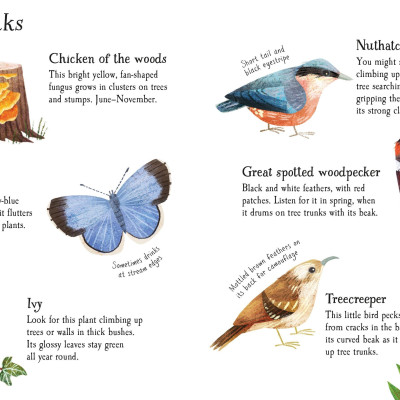 Woodland Life To Spot