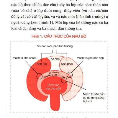 Bí Ẩn Của Não Phải (Tái Bản 2022)