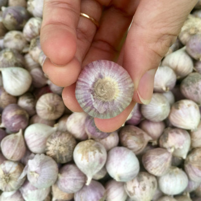 TỎI CÔ ĐƠN CỦ TO - SIZE TRUNG