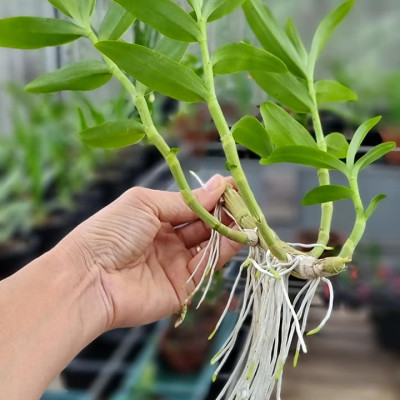 Phân bón siêu kích rễ cây cảnh, hoa lan BioRoot, giúp kích rễ cây mọc nhanh, cây khỏe mạnh, dùng cho cả vườn ươm cây non, an toàn cho cây và người, dung tích 500ml thương hiệu chính hãng Docneem