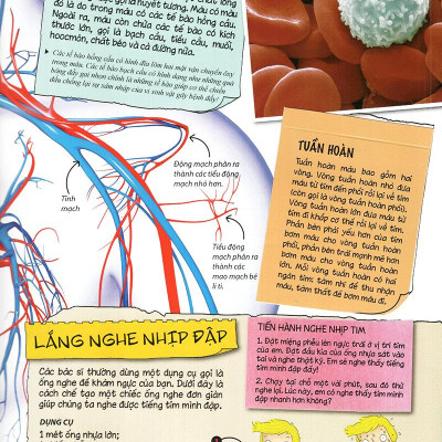 Tìm Hiểu Về: Cơ Thể Người