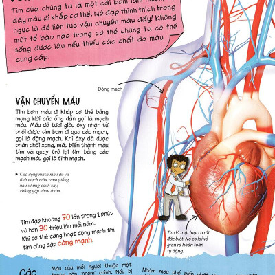 Tìm Hiểu Về: Cơ Thể Người