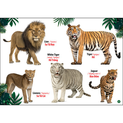 Combo 3: Cuốn Thế Giới Động Vật - Hoa Quả Rau Củ - Phương Tiện Giao Thông