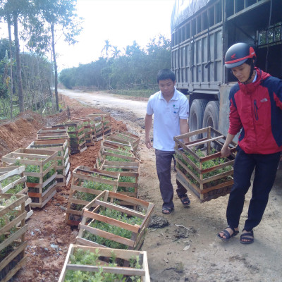 Tinh dầu Tràm năm gân (Tràm Úc) Huế 30ml (Niaouli oil) - Ngừa cảm mạo, giữ ấm cơ thể, đuổi côn trùng, giảm say xe, lọc không khí - Hàng Chính Hãng